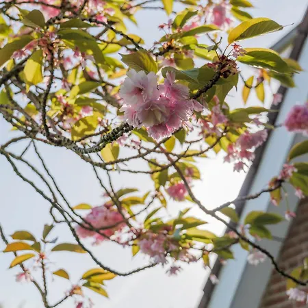 Appartementhaus Alt Apartamento